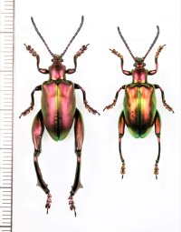 オオモモブトハムシの一種　Sagra laticollis　ペア　インドネシア（フローレス島）