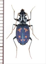 ゴミムシの一種　Carabidae species　インドネシア（スマトラ島）