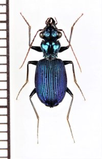 ゴミムシの一種　Carabidae species　インドネシア（スマトラ島）