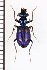 ゴミムシの一種　Carabidae species　インドネシア（スマトラ島）