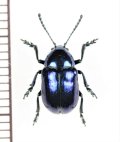 ハムシの一種　Chrysochus sp.　ウクライナ