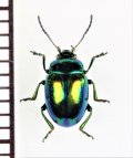 ハムシの一種　Chrysolina fastuosa　ウクライナ