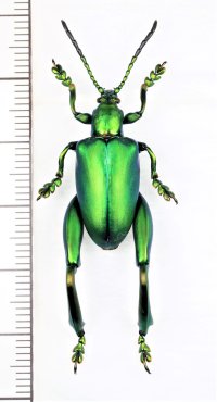 オオモモブトハムシの一種　Sagra femorata　♂　タイ