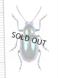 ハムシの一種　Chrysomeridae species　カザフスタン