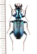 アトバゴミムシの一種　Catascopus sp.　ベトナム北中部