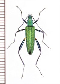 ハムシダマシの一種　Lagriini species　ベトナム北東部