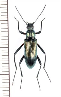 ゴミムシダマシの一種　Strongylium sp.　ベトナム北中部