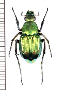 トラハナムグリの一種　Epitrichius elegans　♂　台湾