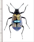 ゴミムシダマシの一種　Cuphotes formosus　 ブラジル