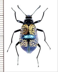ゴミムシダマシの一種　Cuphotes formosus　 ブラジル