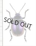 ハムシの一種　Chrysomeridae species　 ブラジル