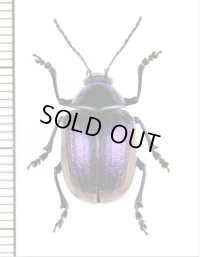 ハムシの一種　Chrysomeridae species　 ブラジル