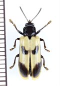ハムシの一種　Chelobasis sp.　パナマ