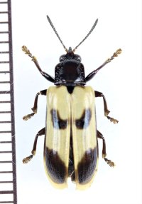 ハムシの一種　Chelobasis sp.　パナマ