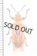 ハムシの一種　Xenarescus sp.　パナマ