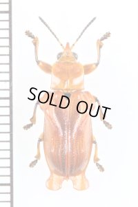ハムシの一種　Xenarescus sp.　パナマ