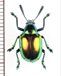 ハムシの一種　Platycorynus nitidus　インドネシア（ジャワ島）