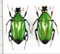 ニセヒレアシハナムグリの一種　Pseudochalcothea planiuscula　ペア　インドネシア（ボルネオ島）