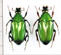 ニセヒレアシハナムグリの一種　Pseudochalcothea planiuscula　ペア　インドネシア（ボルネオ島）