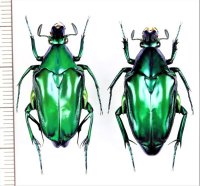 ニセヒレアシハナムグリの一種　Pseudochalcothea pomacea bawangensis　ペア　インドネシア（ボルネオ島）
