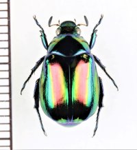コガネムシの一種　Mimela ohausi　ラオス