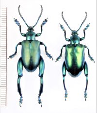 オオモモブトハムシの一種　Sagra femorata　ペア　インドネシア（ジャワ島）