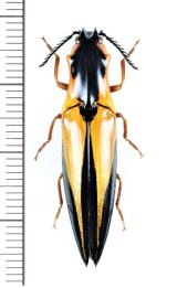 コメツキムシの一種　Semiotus angulatus　コロンビア