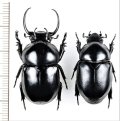 クワガタコガネの一種　 Fruhstorferia anthracina　大型ペア　ベトナム北中部