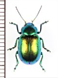 ハムシの一種　Chrysolina graminis santonici　イタリア