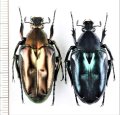 ハナムグリの一種　Plectrone borneensis　ペア　インドネシア（スマトラ島）