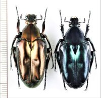 ハナムグリの一種　Plectrone borneensis　ペア　インドネシア（スマトラ島）