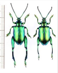 オオモモブトハムシの一種　Sagra femorata　ペア　マレーシア
