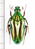 ハナムグリの一種　Chalcothea smaragdina　♂　インドネシア（ジャワ島）