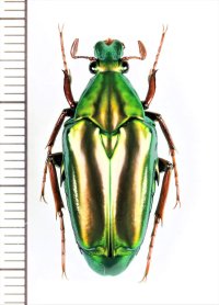 ハナムグリの一種　Chalcothea smaragdina　♂　インドネシア（ジャワ島）