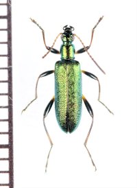 ハムシダマシの一種　Lagriini species　ベトナム北西部