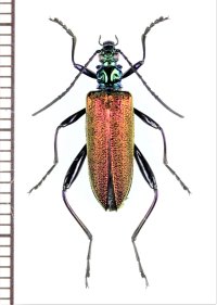ハムシダマシの一種　Lagriini species　ベトナム北東部