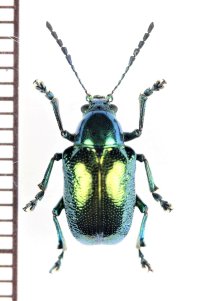 ハムシの一種　Platycorynus sp.　 ベトナム中部
