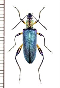 ハムシダマシの一種　Lagriini species　ベトナム中部