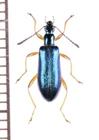ハムシダマシの一種　Lagriini species　ベトナム北西部