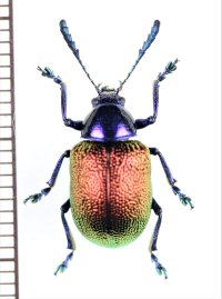 ハムシの一種　Platycorynus speciosus　 ラオス