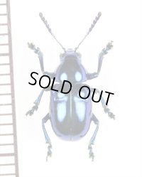 ハムシの一種　Platycorynus sp.　 ベトナム南部