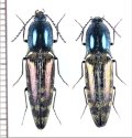 コメツキムシの一種　Elateridae species　ペア　ベトナム北東部