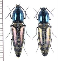 コメツキムシの一種　Elateridae species　ペア　ベトナム北東部