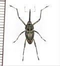 クモゾウムシの一種　Mecopus sp.　♂　ソロモン諸島（ガダルカナル島）
