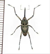 クモゾウムシの一種　Mecopus sp.　♂　ソロモン諸島（ガダルカナル島）
