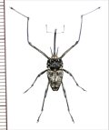 クモゾウムシの一種　Mecopus sp.　大型♂　ソロモン諸島（ガダルカナル島）