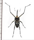 クモゾウムシの一種　Mecopus sp.　♂　ソロモン諸島（ガダルカナル島）