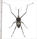 クモゾウムシの一種　Mecopus sp.　大型♂　ソロモン諸島（ガダルカナル島）