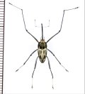 クモゾウムシの一種　Mecopus sp.　大型♂　ソロモン諸島（ガダルカナル島）