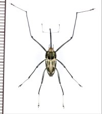 クモゾウムシの一種　Mecopus sp.　大型♂　ソロモン諸島（ガダルカナル島）